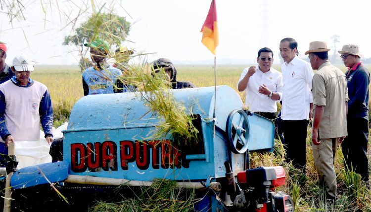 Panen Raya Di Subang Presiden Diharapkan Tambah Cadangan Beras Kita